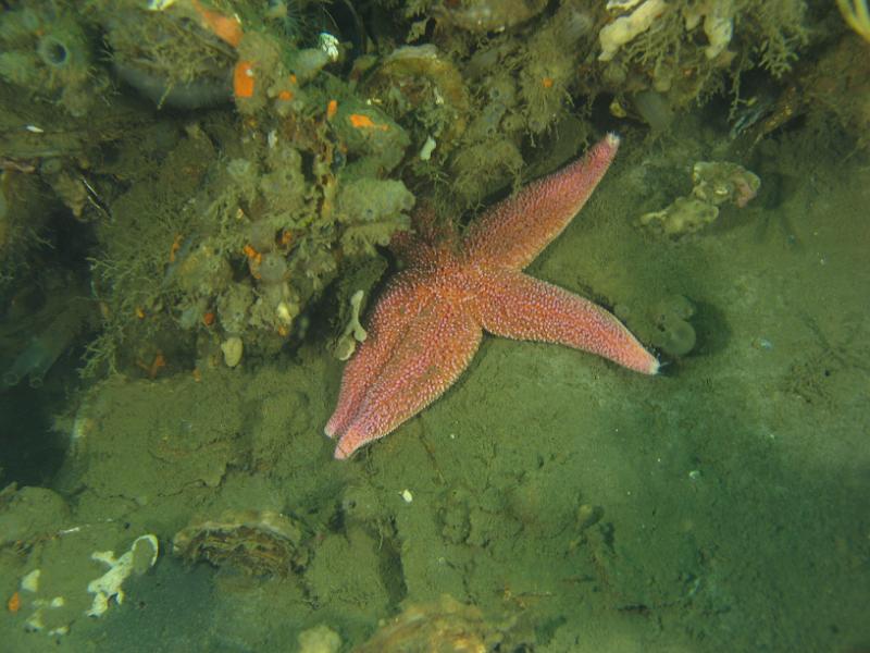 2011-11-13 11-24-59 Ludo.JPG